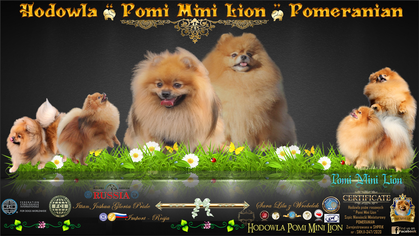 Pomeranian Szpic niemiecki miniaturowy pomiminilion