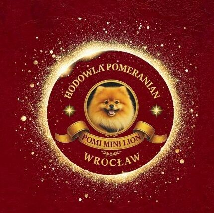 Pomeranian Szpic niemiecki miniaturowy pomiminilion